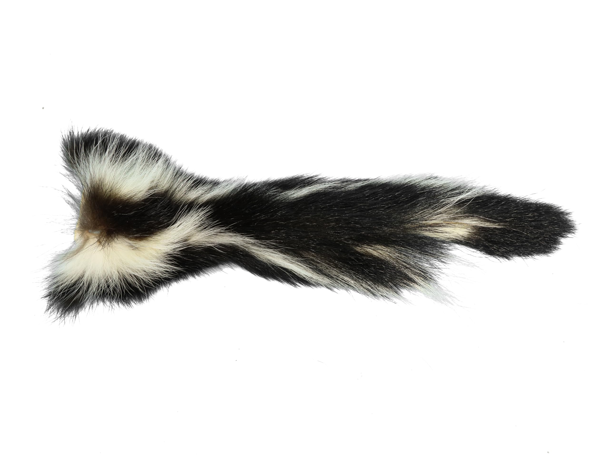 Amazon.com: Generic Extra Large Real Tanned Skunk Tail G4263
