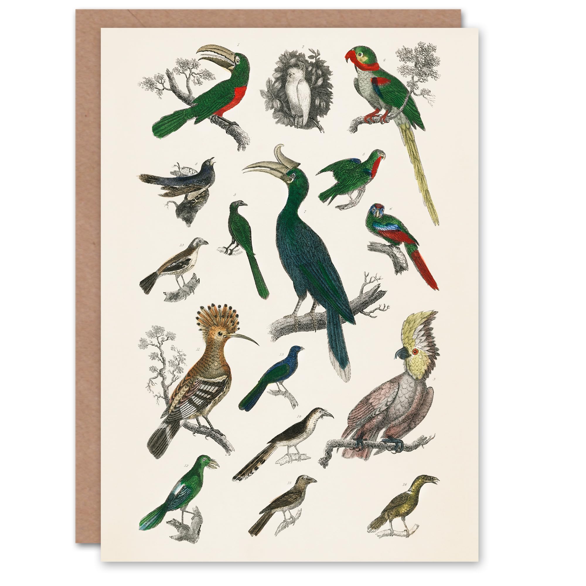 Artery8 Oliver Goldsmith Art Card Various Birds Vintage Illustration