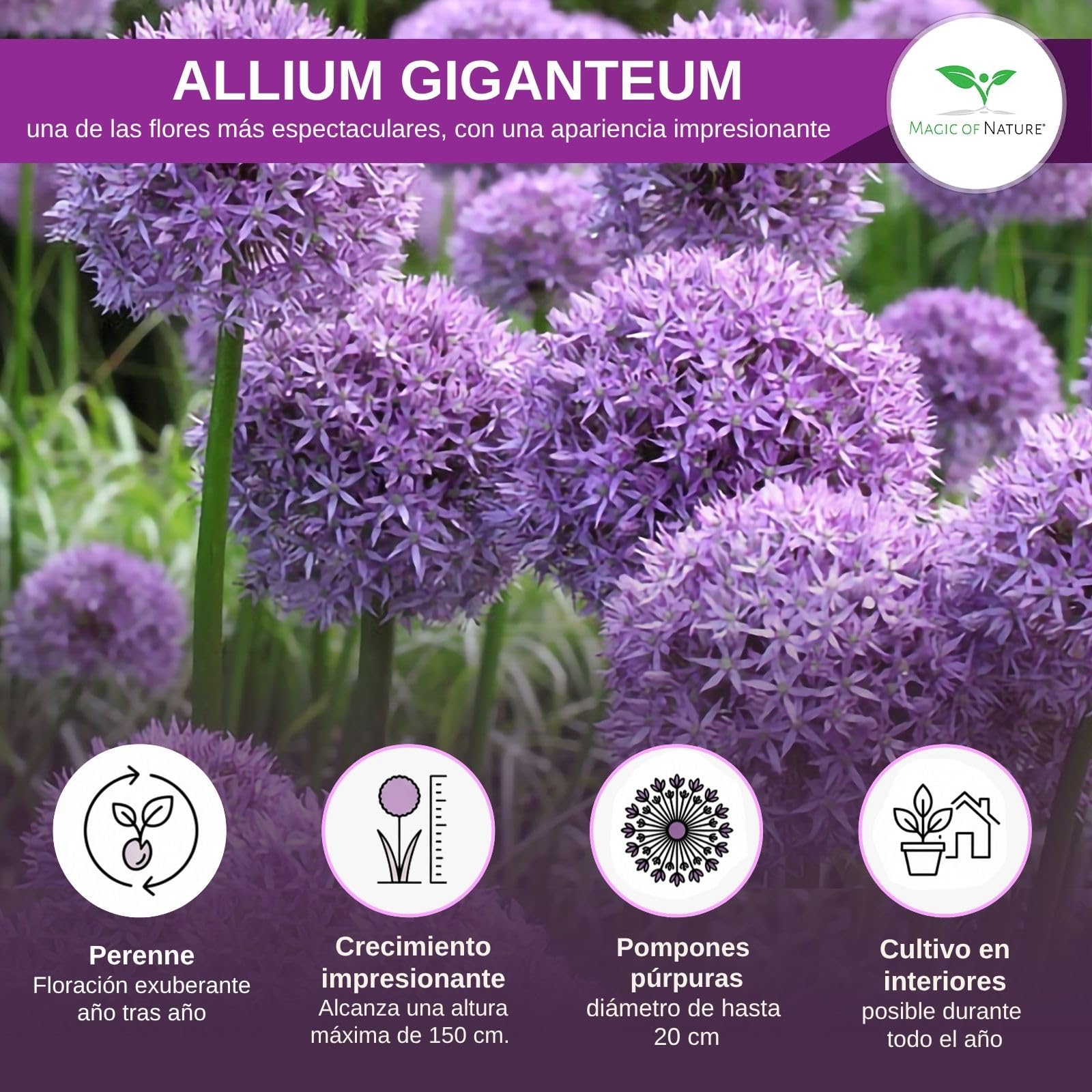Magic of Nature Semillas de Allium Gigante (30 uds) Allium giganteum, Resistente y Perenne - Flores Violetas hasta 150cm para tu Jardín