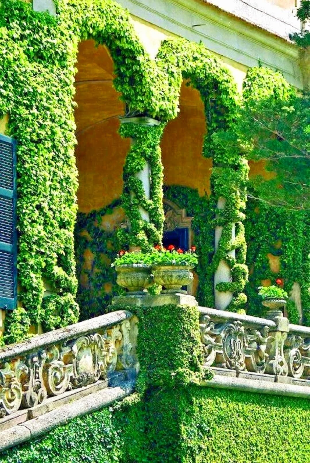 120 Boston Ivy Seeds Japanese Ivy Creeper Climber Mix Rare Parthenocissus Tricuspidata Perennial Vine