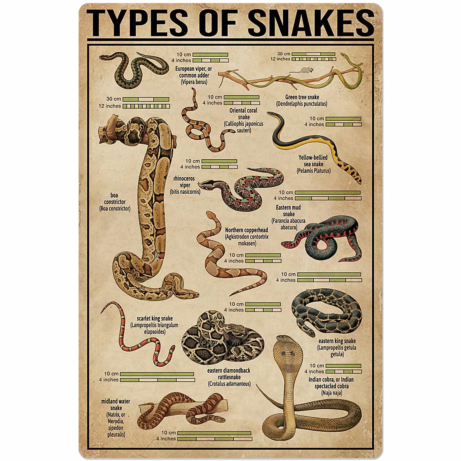 C-03 Snakestypes Posters Wall Decor Metal Signs Animal Science Knowledge Home Decor Room Decor Retro Club Printing Plaque 12X17 Inches