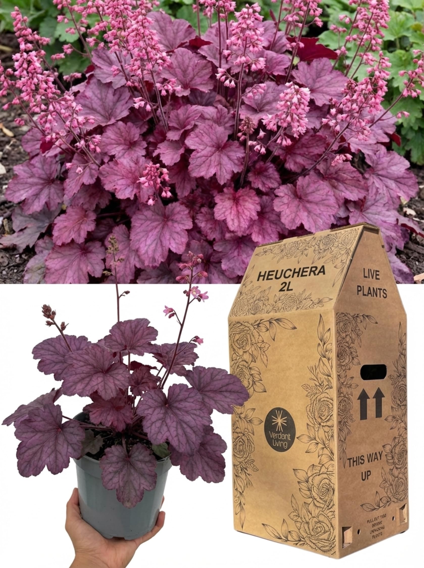 Heuchera Wild Rose Plants in 2Ltr Pot – Coral Bells Perennial with Colourful Foliage for Gardens, Borders, Patio & Containers – Hardy Evergreen Ground Cover, Shade Loving, Low Maintenance, UK Grown