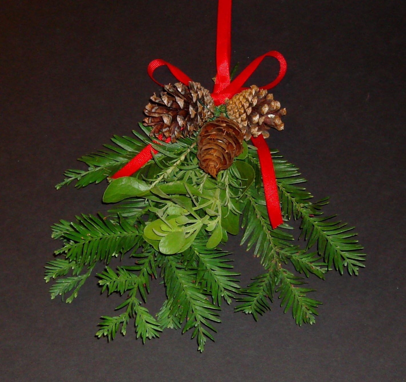 ALLO Botanicals Fresh Large Real Mistletoe Christmas Holiday Kissing Decoration with California Redwood, Rosemary and Real Pine Cones with Hanging Ribbon