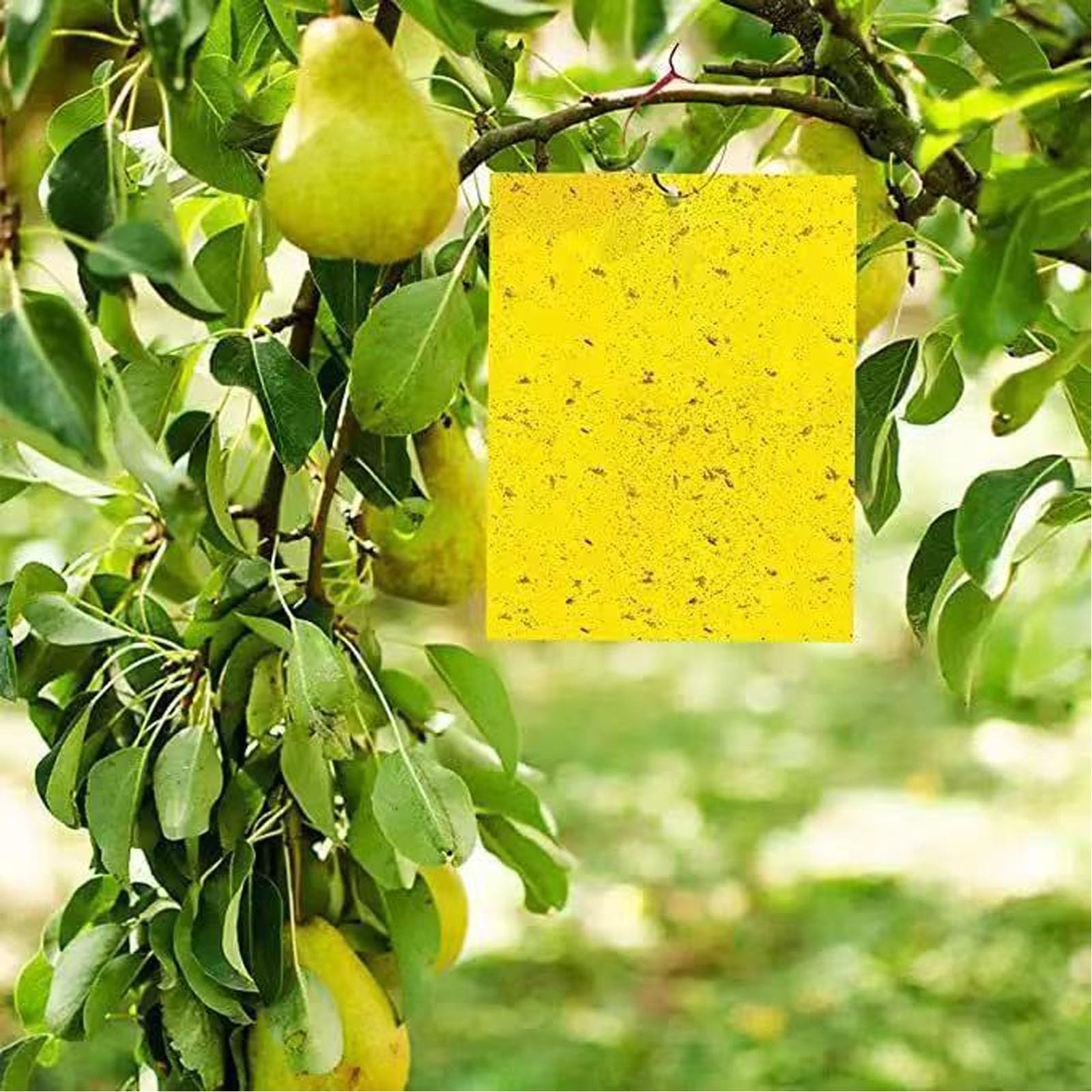 Trappole 100Pezzi per Olivo e Ciliegio, Cartelle Monitoraggio in Serra Orto e Giardino, Accessori per Piante da Frutto e Ornamentali, Facili da Installare, Colore Giallo