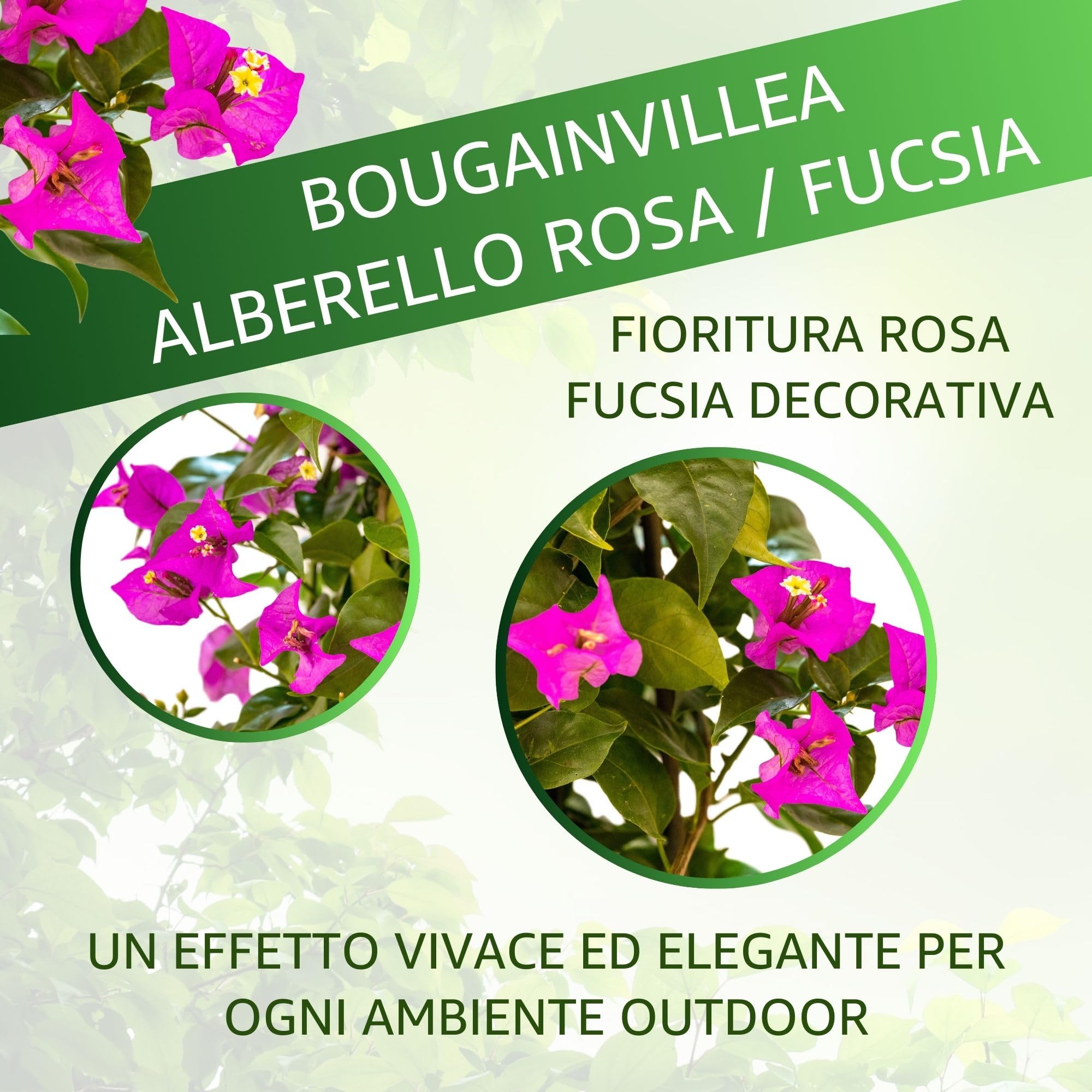 Bougainvillea (Alberello Viola/Fucsia, Vaso 17, h 50 cm)