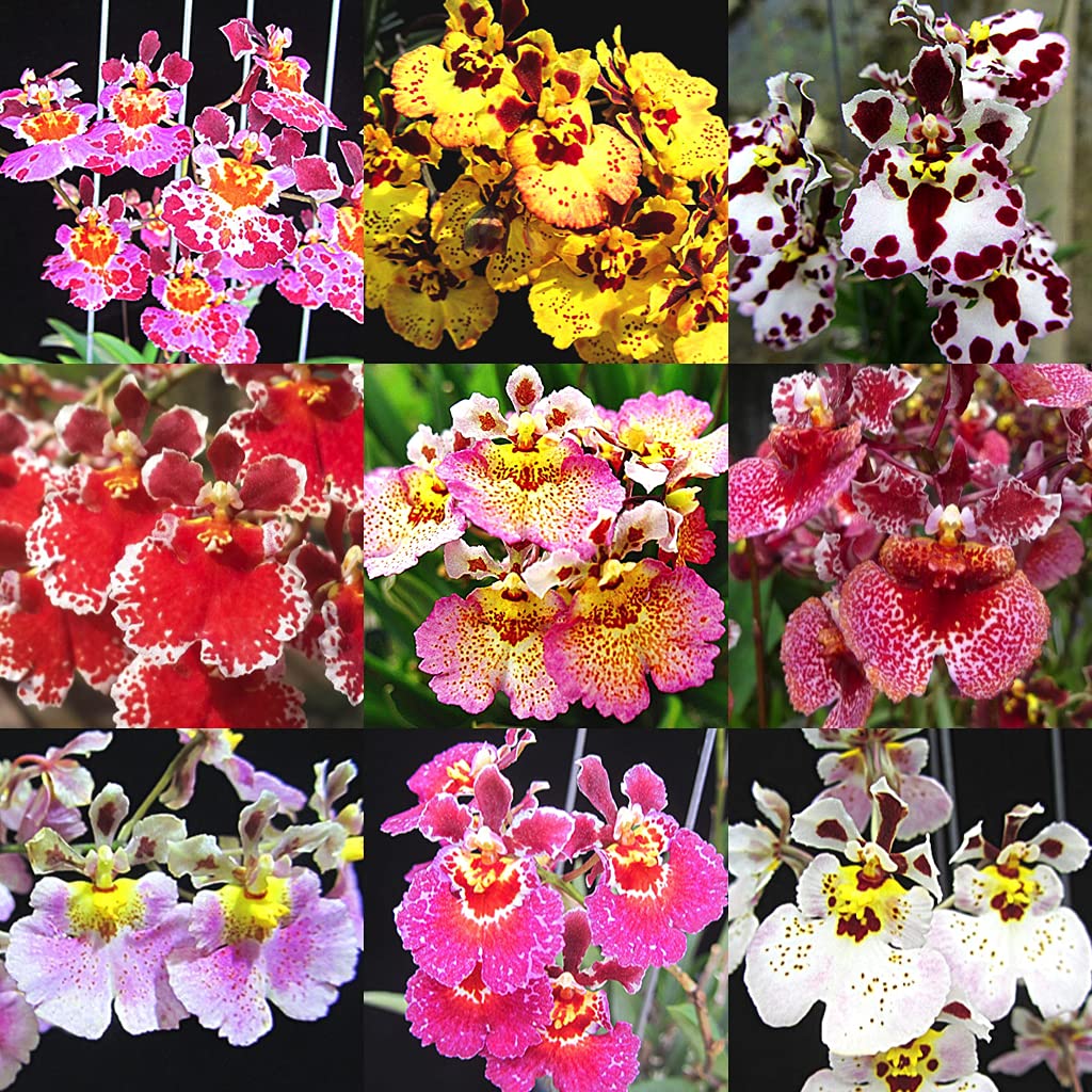 Green Paradise® live Exotic and Rare Tolumnia orchid plants mix colors without flowers (B093LHQHLC) Amazon Price History, Amazon Price Tracker