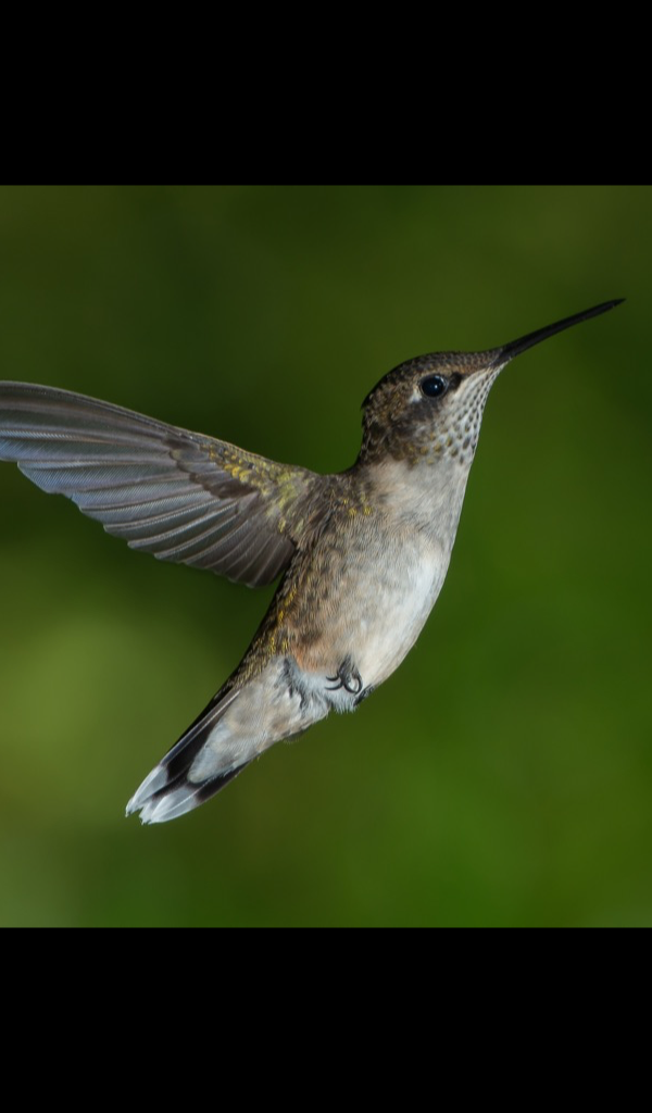 Hummingbird Wallpaper HD Wallpapers of Hummingbirds!Amazon.deAppstore for Android