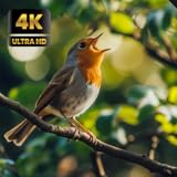 Birds in Morning Forest – Peaceful Sunrise Nature Ambience with Gentle Bird Sounds | Relaxing HD 4K Forest Screensaver for Fire TV