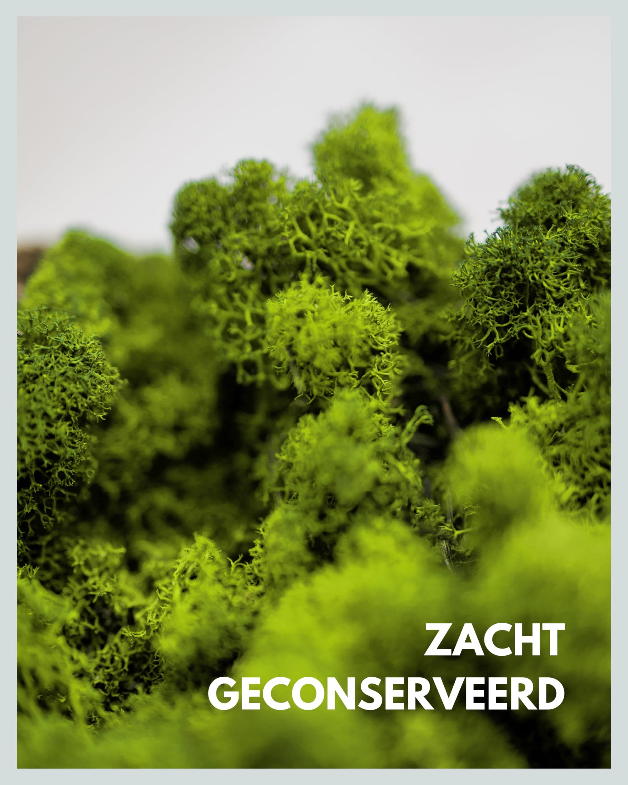 Mia Milano Ijslands mos Deko echt I Geconserveerd decoratief mos voor knutselen I Duurzaam natuurlijk Ijslands mos voor mosfoto's I Herbruikbaar bolmos (1 kg, Natuurlijk groen