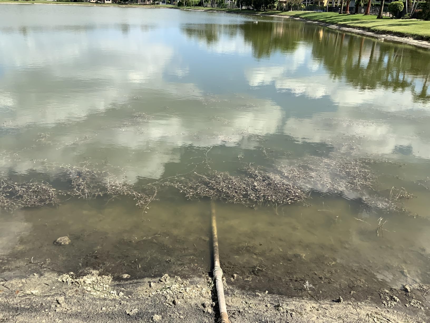 dieffenbachia cheetah Deiffenbachia Cheetah – jungleroseinc main image 0