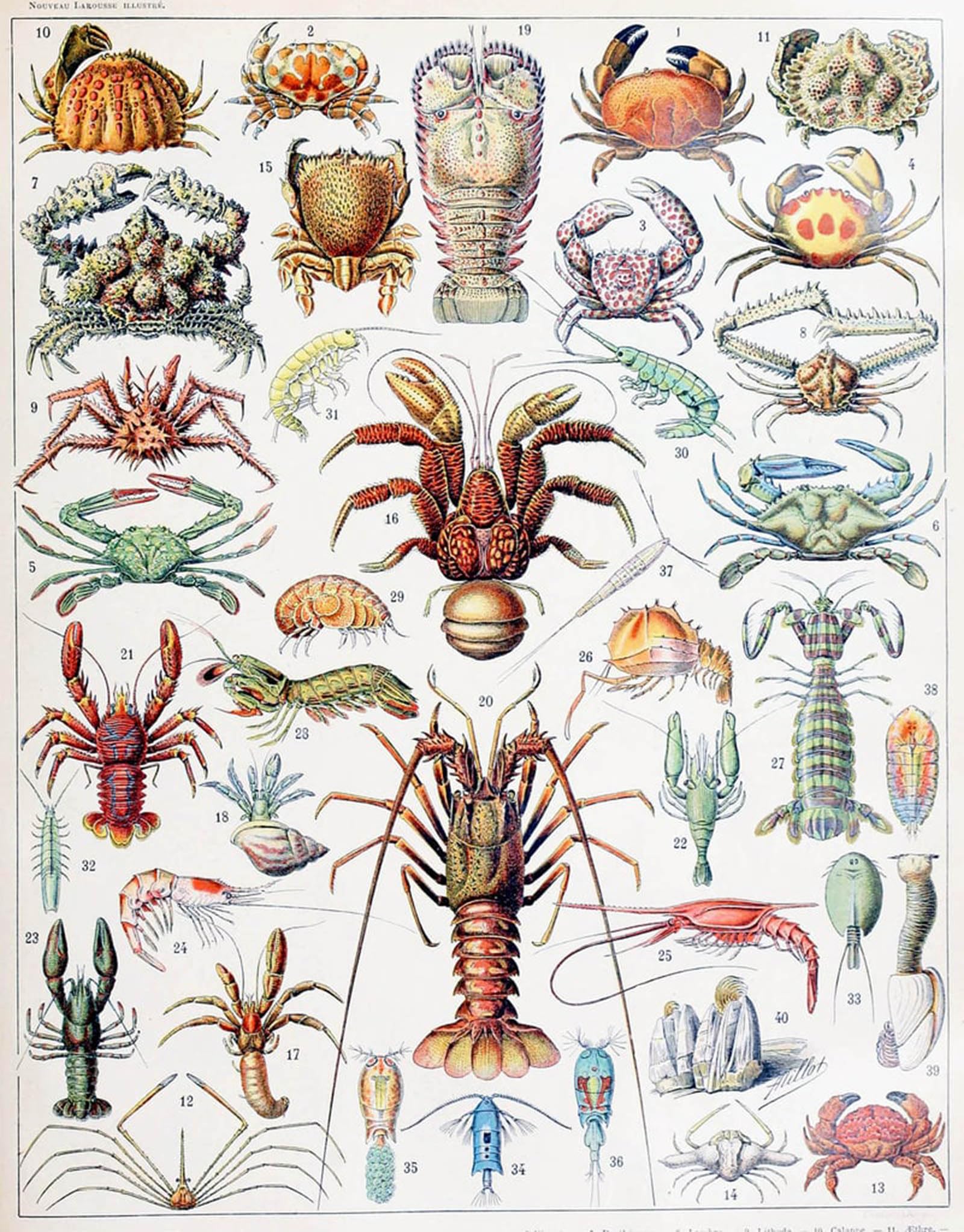POSTERIIk Famous Modern Artwork Art Mural Illustration of Crustaceans by Adolphe Millot Oil Paintings Pictures for Home Decor 60x90cm