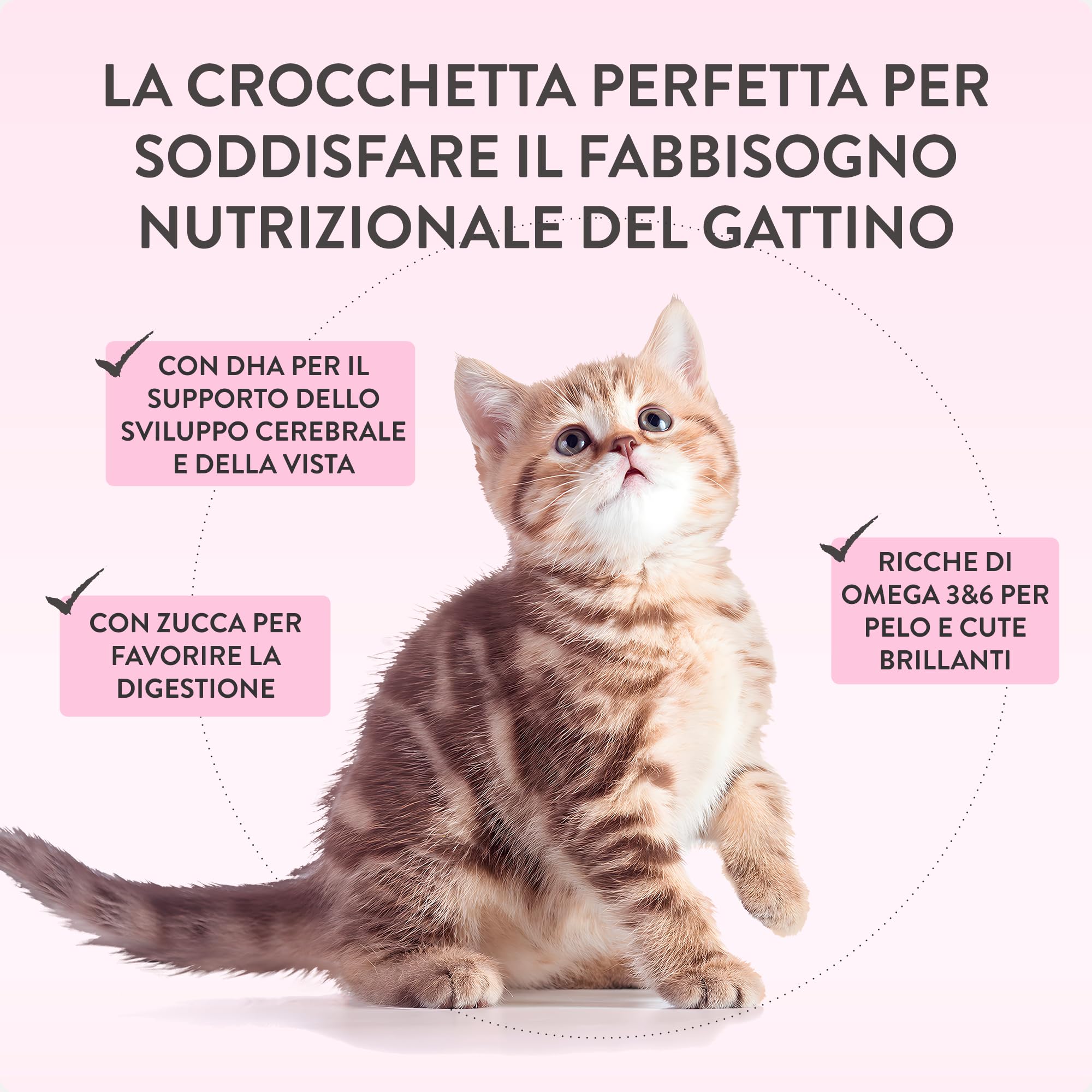Schesir Born Carnivore Baby, saveur Poulet et œuf, croquettes pour Chatons, croquettes cuites au Four (Sachet de 1,25 kg)