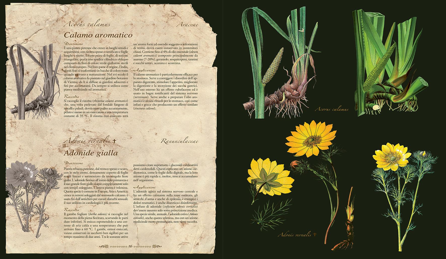 Atlante illustrato delle piante medicinali e curative