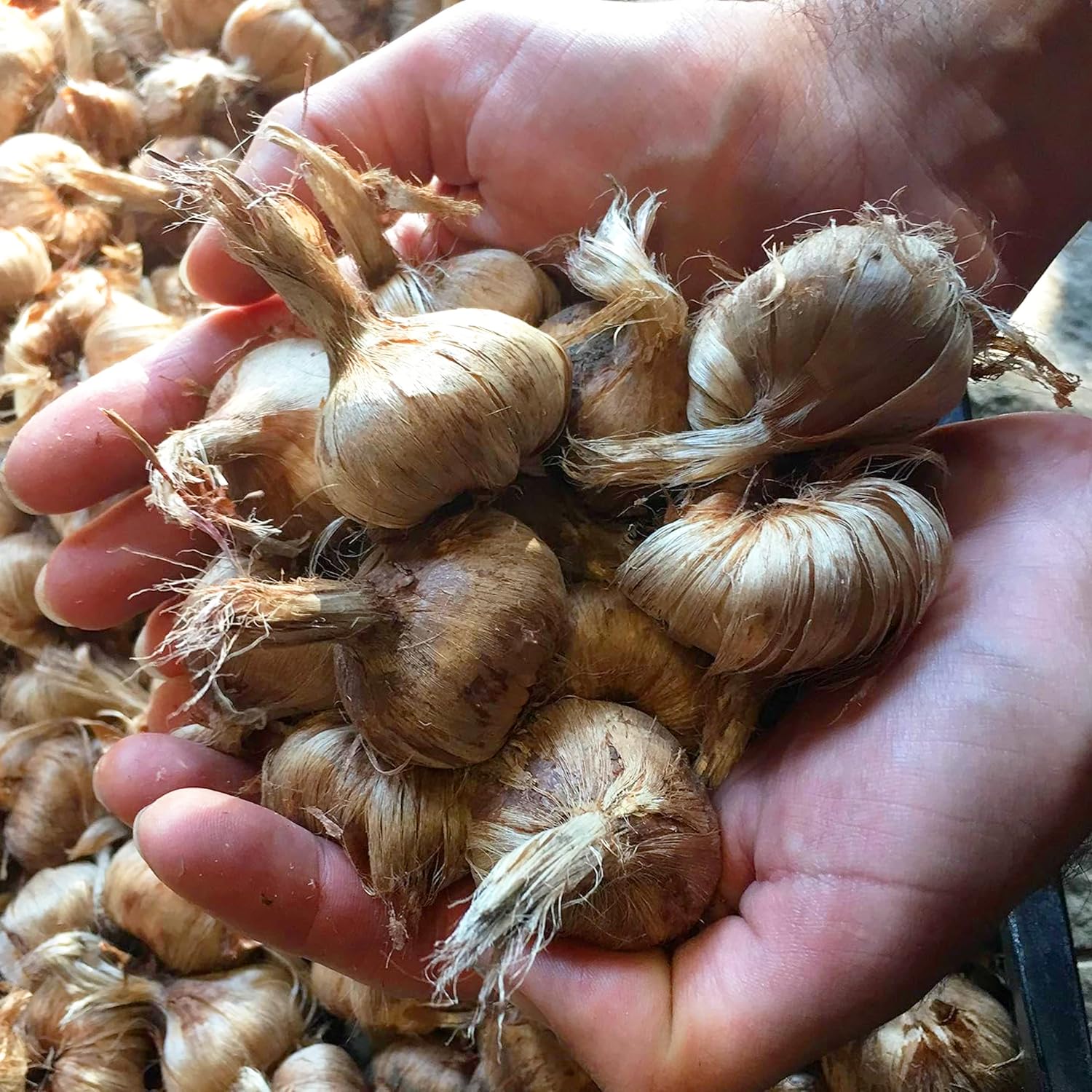 Bulbi di Zafferano | Crocus sativus | Circonferenza 10/+ cm (circa 3 cm di diametro) - 3/5 fiori già dal primo anno - PREVENDITA VANTAGGIOSA - CONSEGNA IN AGOSTO 2026 (50)