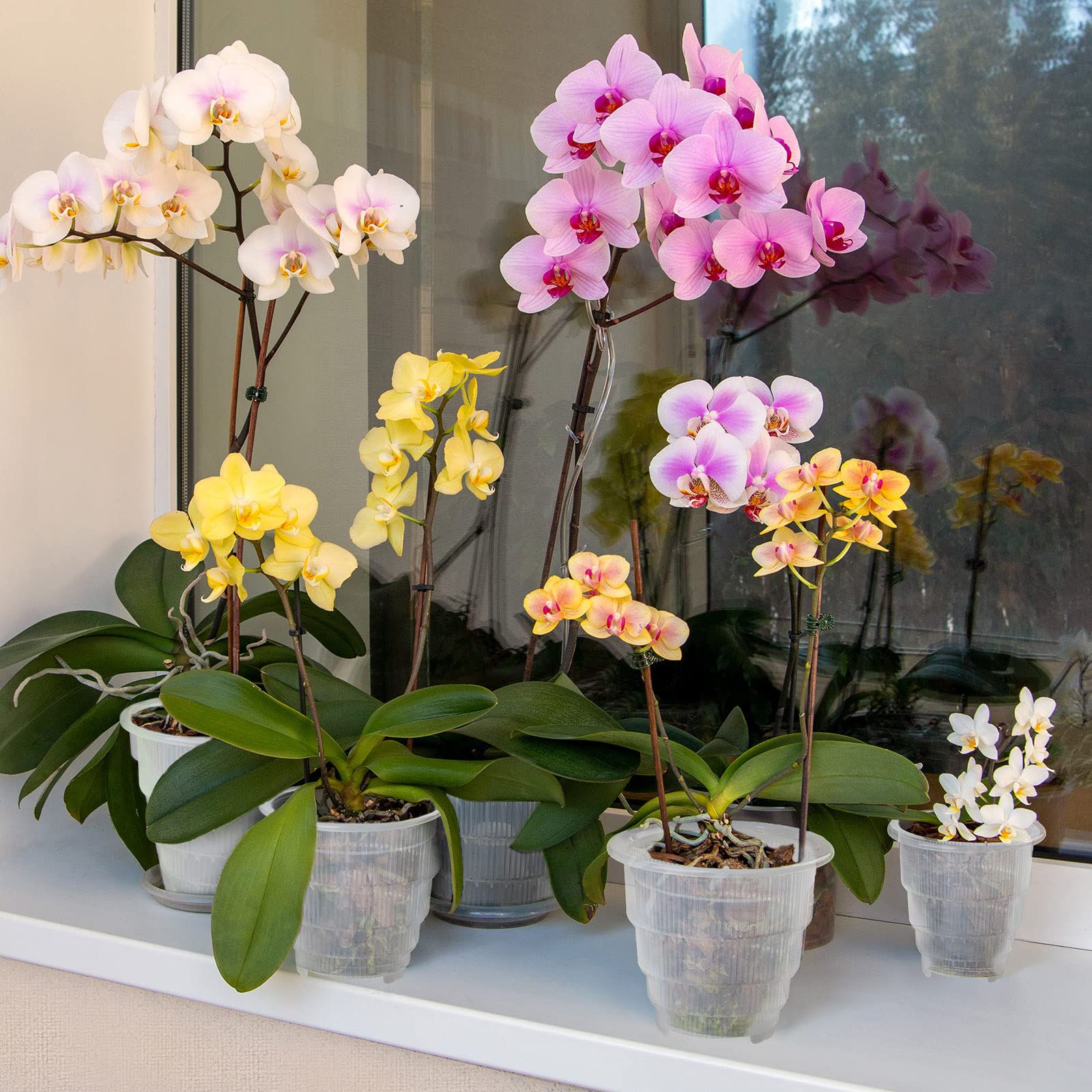 Amazon.co.jp: LAHONI 3ピース クリアランポット 穴付き 4.7インチ