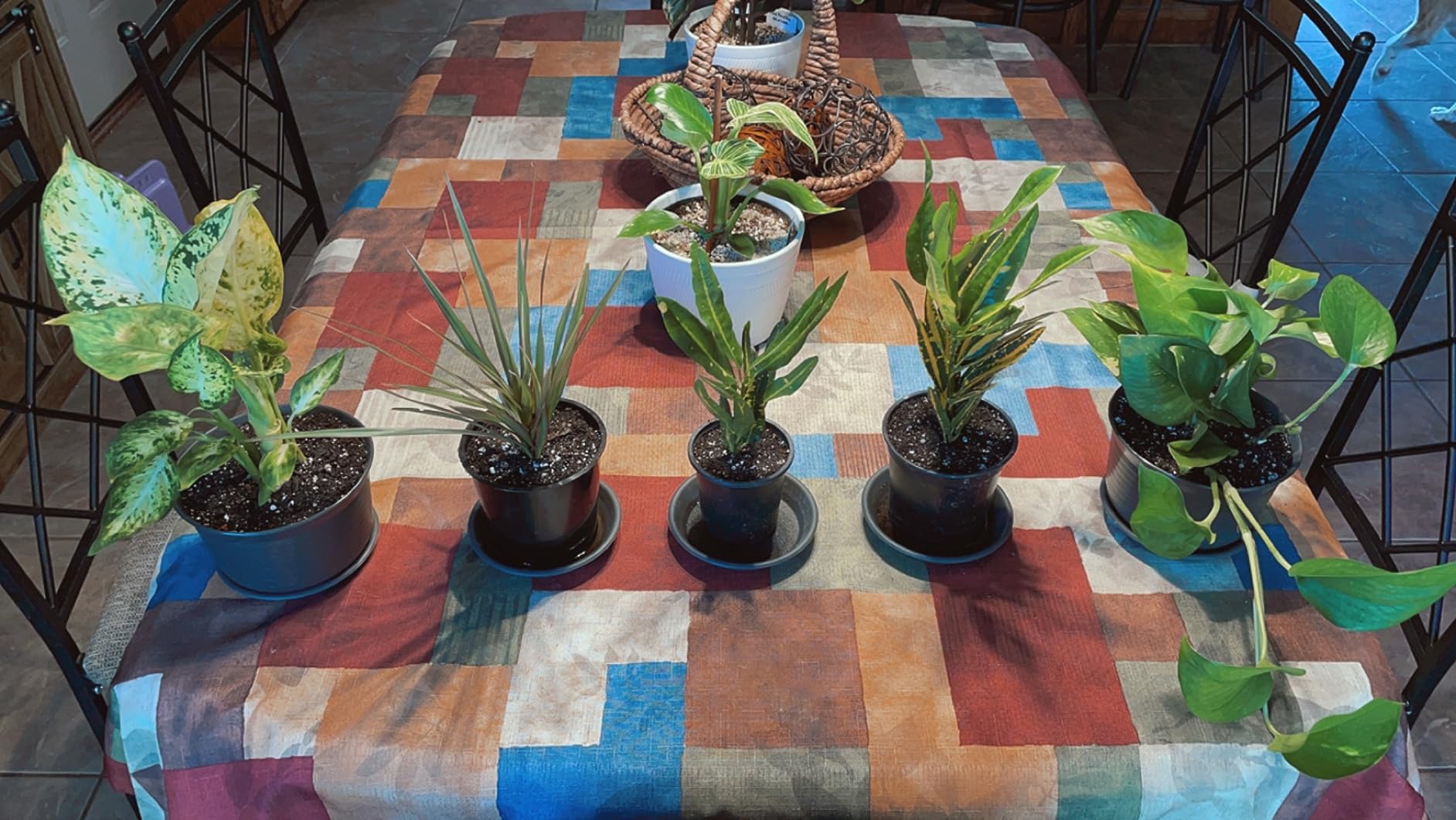 11/mo Finance Altman Plants, Classic Houseplant Collection Live Plants Indoor Plants Live