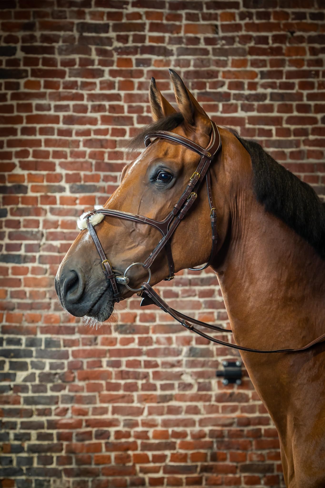 Dy'on Fig 8 Noseband Bridle - Marron - Taille Full