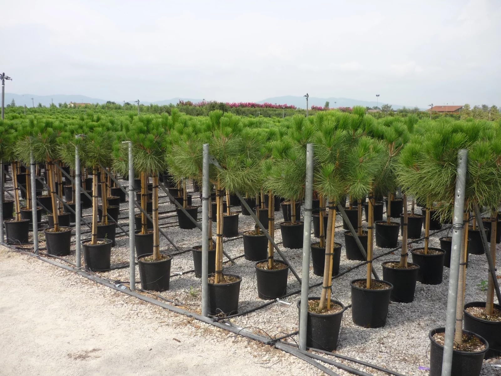 Pino da pinoli domestico "Pinus pinea" pianta in vaso ø19 cm h. 150/200 cm Vivaio di Castelletto