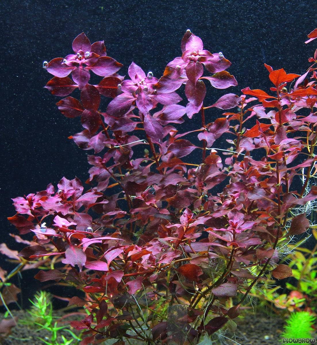 LUGWIGIA PALUSTRIS RED - Beautiful RED Tall Shrimp Safe Healthy Tropical Plants (20)