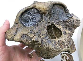 Sphenoid猿頭蓋骨 Amazon | ボイセイ猿人の頭蓋骨を忠実に再現した模型，ボイセイ