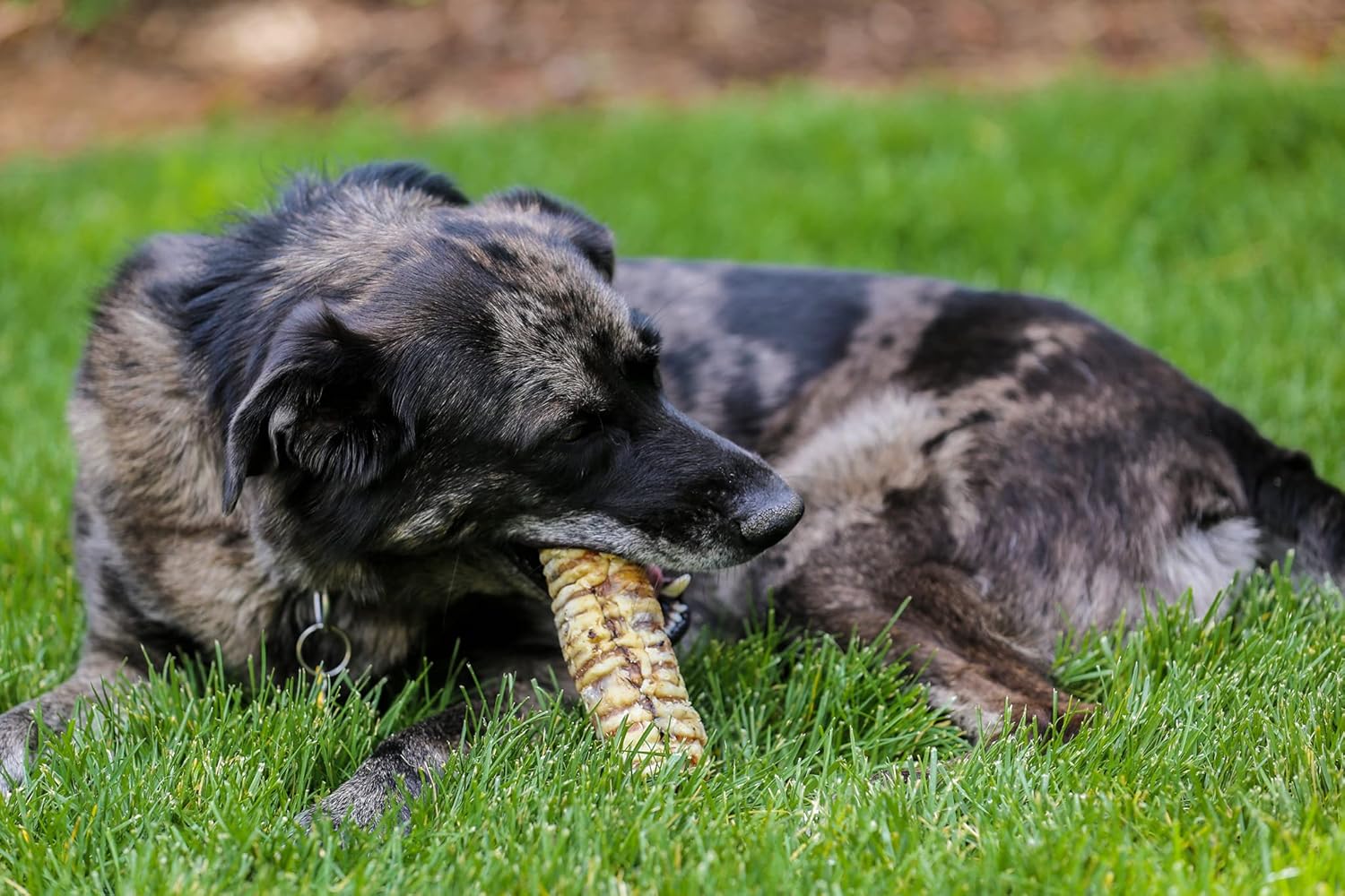 Top Dog Chews – 12” Beef Trachea Dog Chews 10 Pack, American, All Natural, Single Ingredient Dog Treat, Promotes Joint, Hip & Dental Health, High in Protein for Medium & Large Dogs