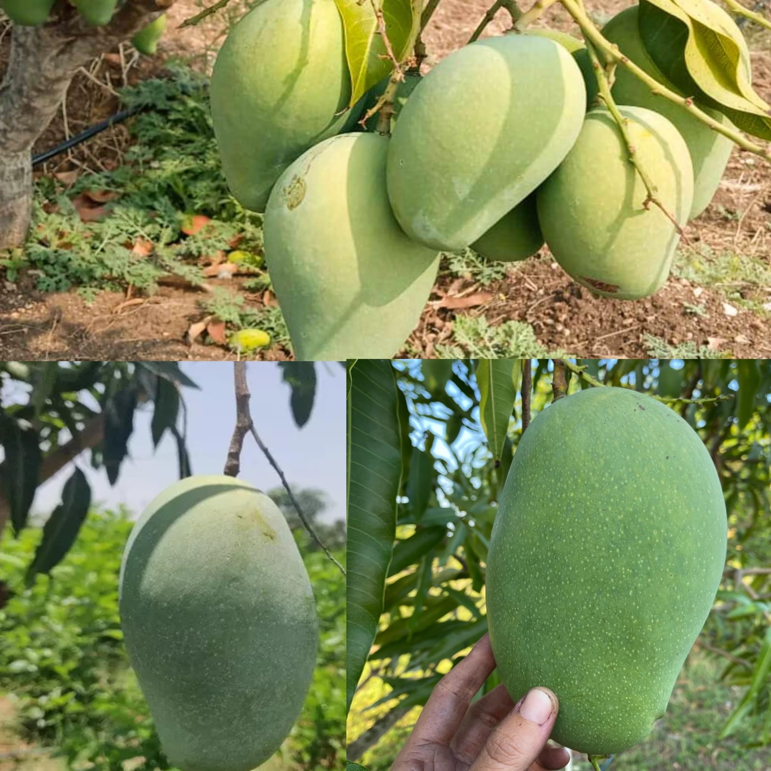 Combo 2 "Mallika Mango Live Fruit Plant Grafted Hybrid Height 2-3 Feet Mango Tree"King Of Fruits" Healthy Live Plant For Home Garden