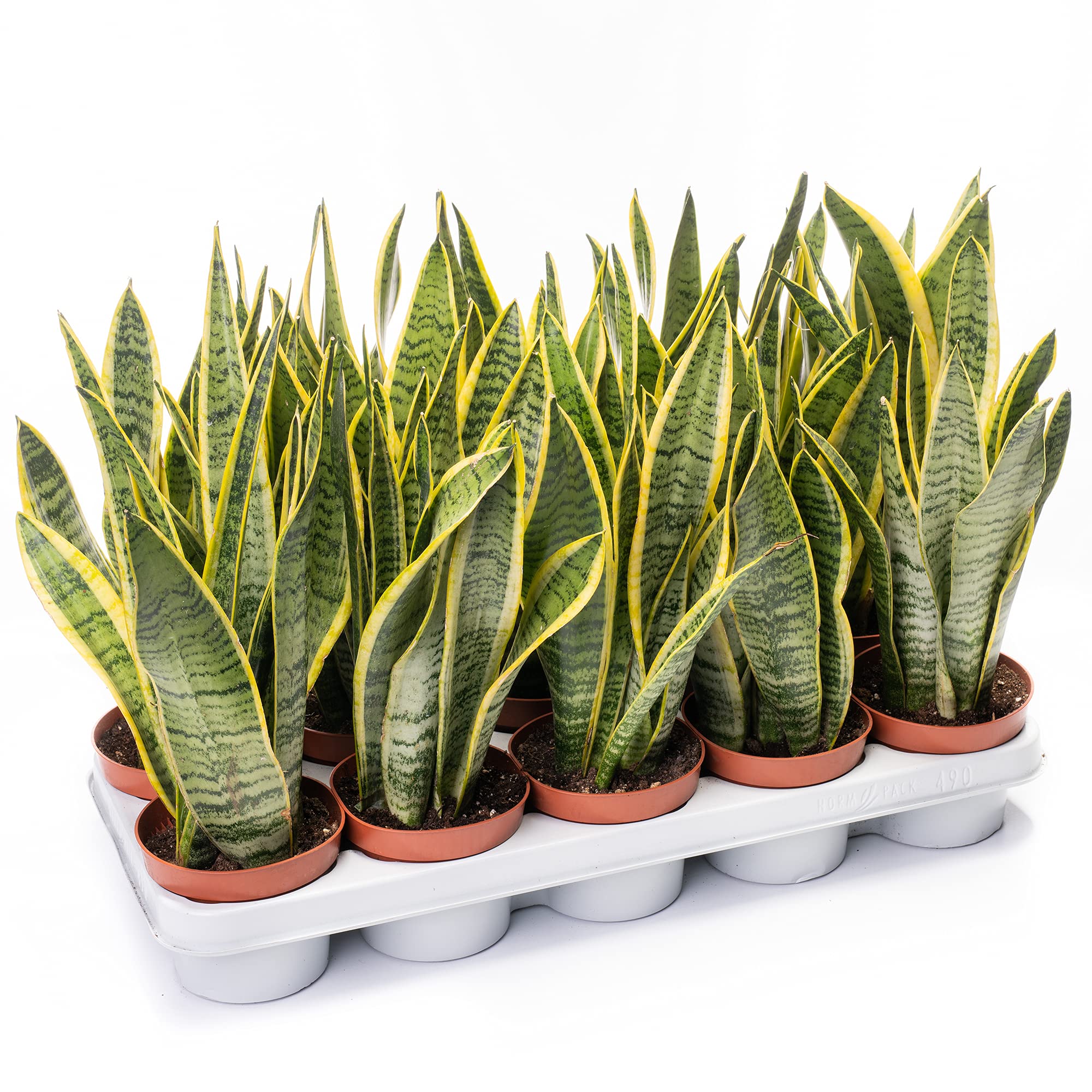 1 X SANSEVIERIA LAURENTII BUNTE SCHLANGENPFLANZE GESUNDER ZIMMERSTRAUCH IM  13CM TOPF : Amazon.de: Garten