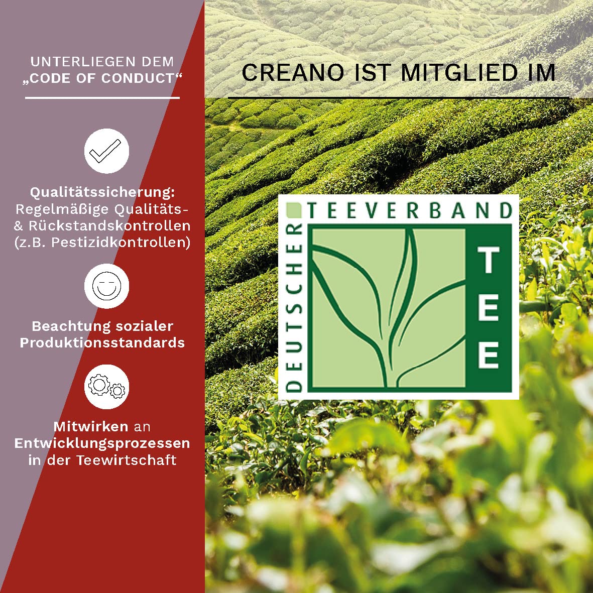 Creano Teeblumen Geschenkset - Erblühtee mit 500ml Glaskanne & 6x schwarzer & weißer Tee + 1x Teelini Schwarztee Bonuskugel - 8 teilig