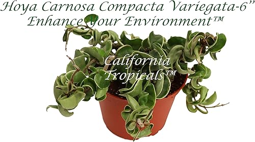 Miniatura 1 de Rara Hoya Carnosa 'Compacta Variegata' - Cuerda hindú - 6'' de California Tropicals