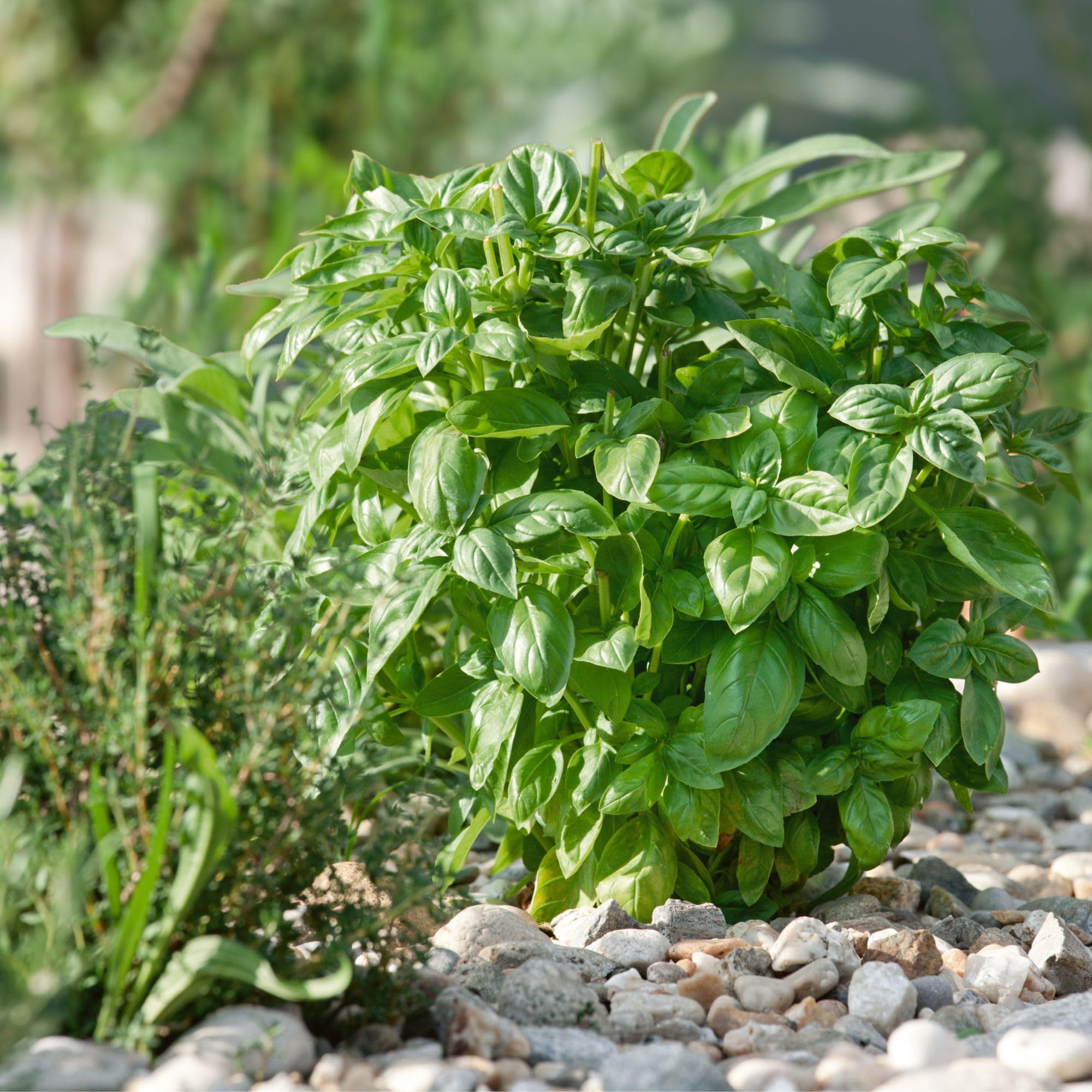 Piedmont Basil Herb 2 Gram ~1,300 Seeds – AAS Winner 2025 – Ocimum basilicum – Non-GMO, Open-Pollinated – 60-75 Days – Indoor & Outdoor Herb – Disease