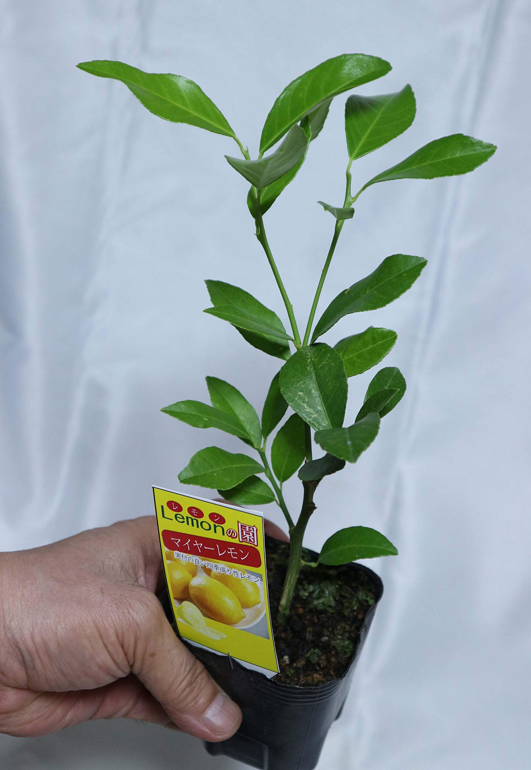 Amazon.co.jp: ITANSE 早成り大実レモン(育てやすく寒さに強い