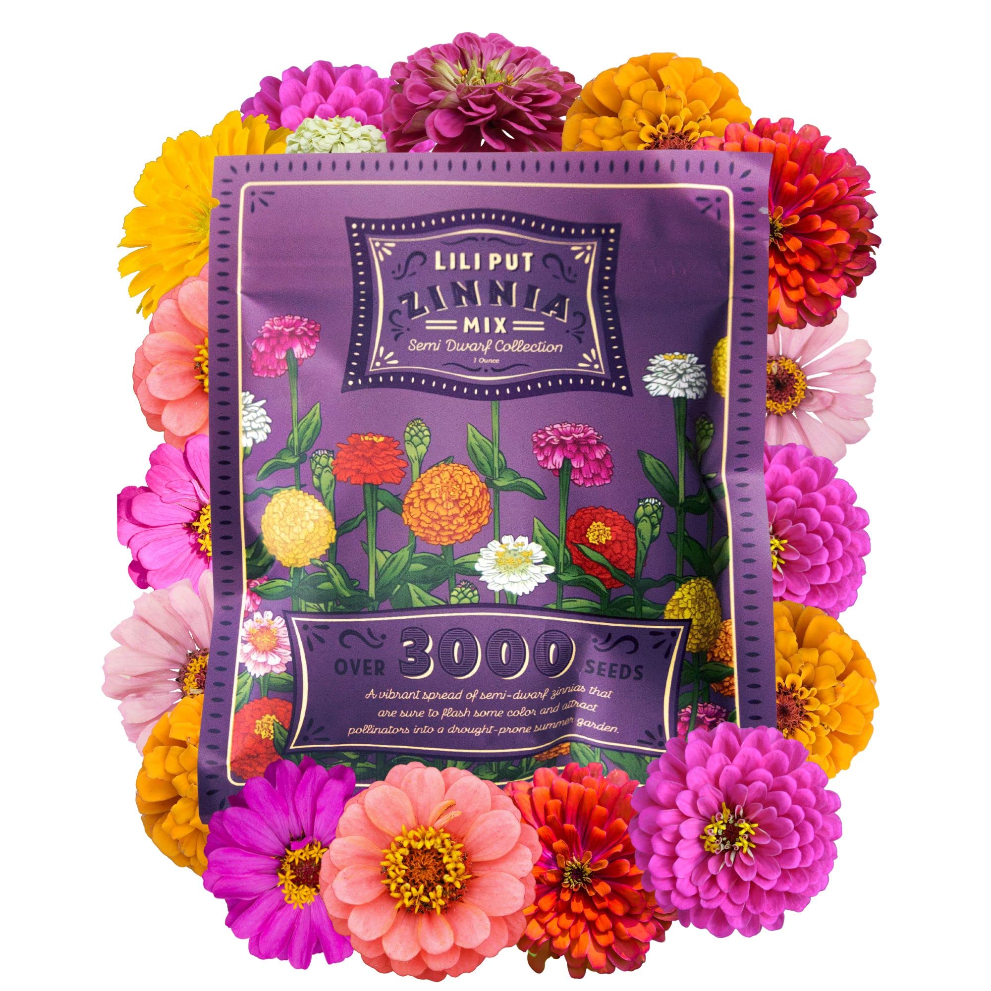 Zinnia Lilliput Semi-Dwarf