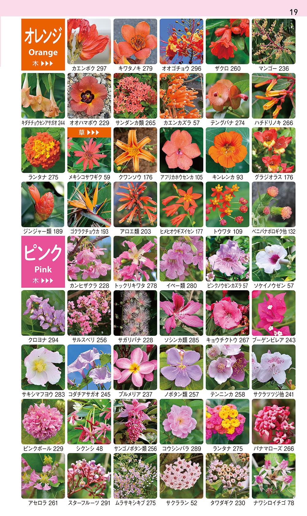 沖縄の身近な植物図鑑 亜熱帯の雑草から庭の花 森の樹木やシダまで1000種 林将之 名嘉初美 本 通販 Amazon