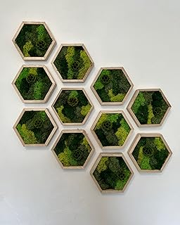 Moss Wall Art | |Honeycomb Moss Decor | Single to Set of Twelve | Wood Hexagon | Green Reindeer Moss | Green Scabiosa (White, Single)