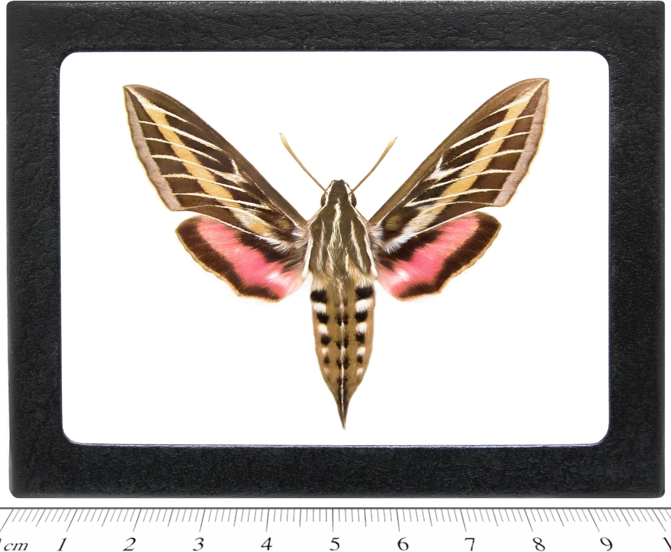 BicBugs Hyles lineata REAL FRAMED SPHINX MOTH WHITE LINED SPHINX ARIZONA