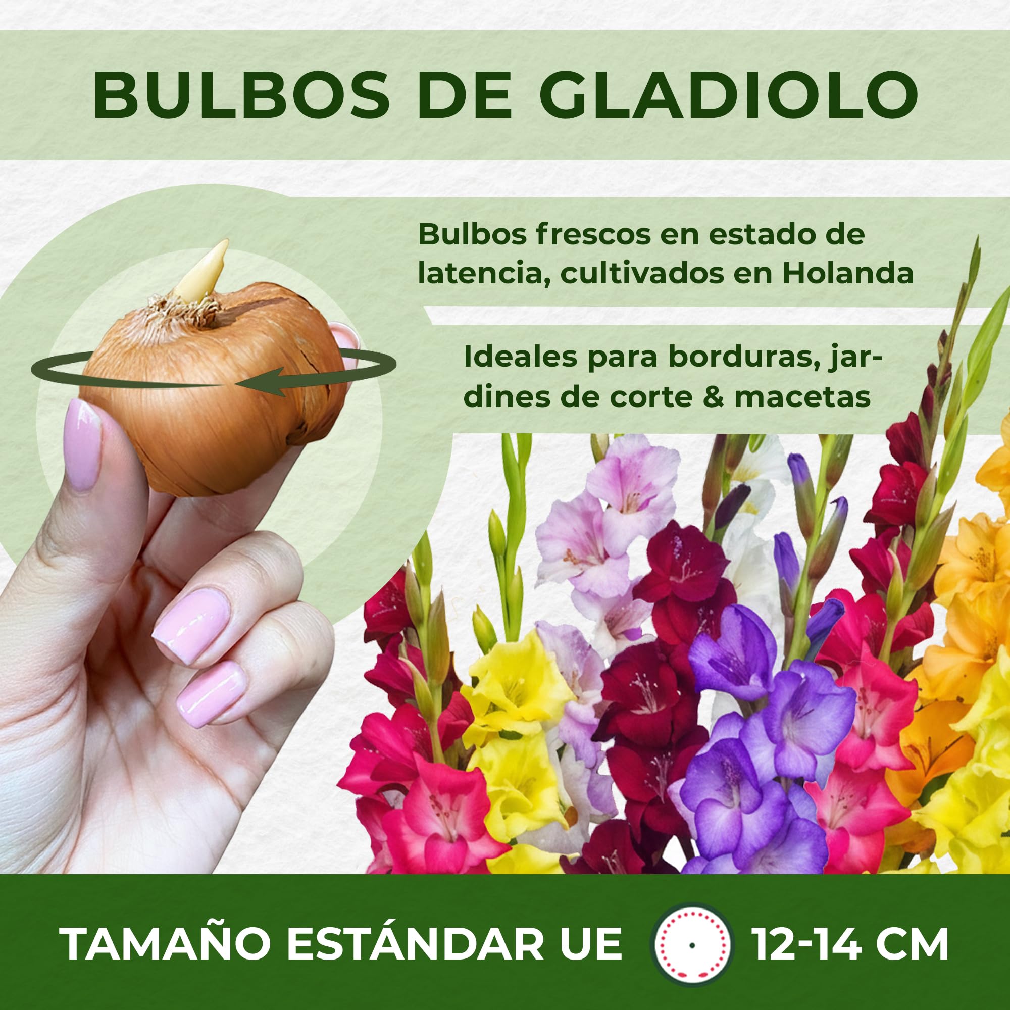 Gladiolos Bulbos Budget Mix - 50 Bulbos de Flores Exterior - Plantas Naturales Exterior de Holanda - No Resistente - Decoracion Jardin, Macetas y Balcón - Sin Semillas, No Artificiales