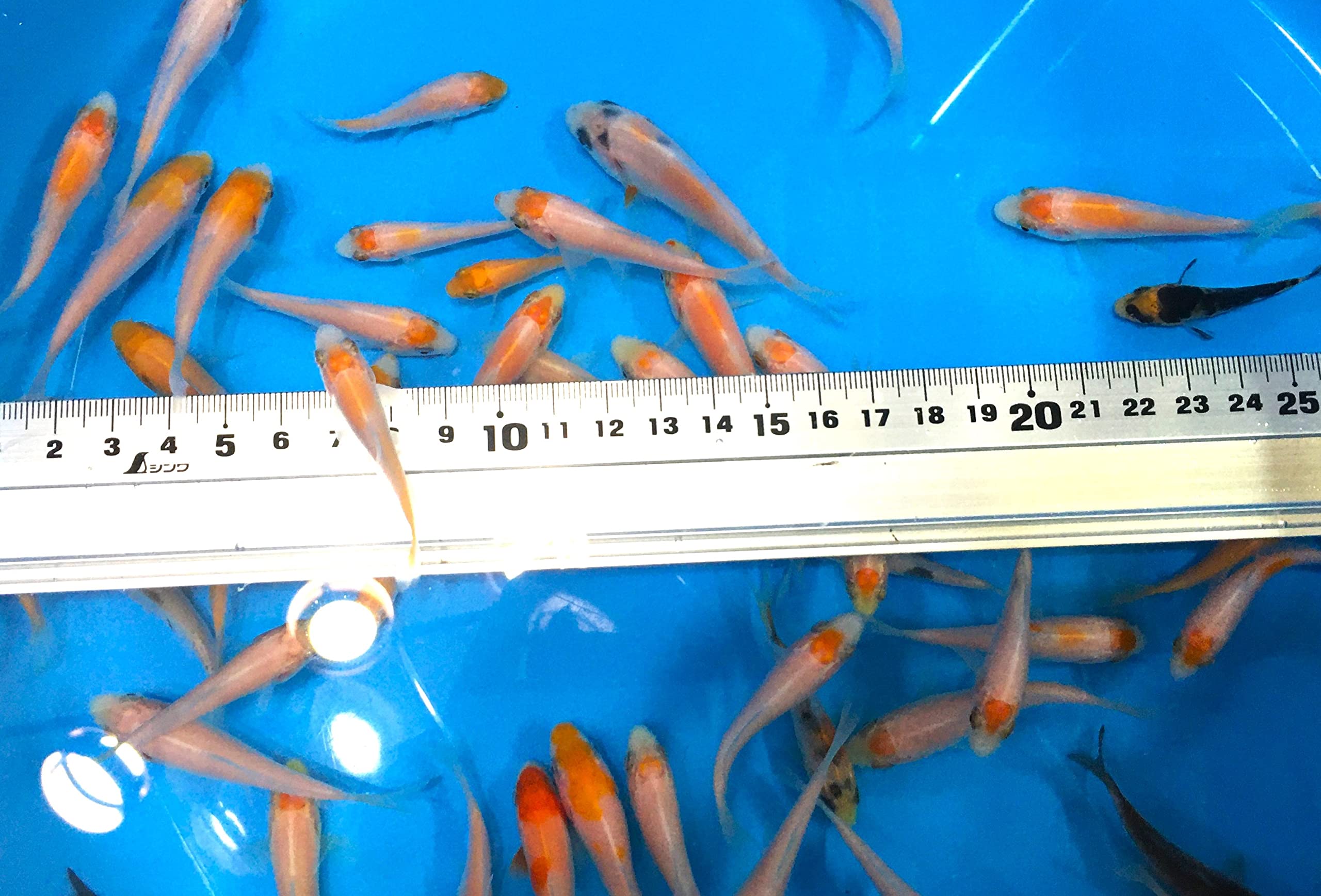 Amazon | 下総ファーム【活エサ】鯉仔選別落ち Sサイズ 10匹 4