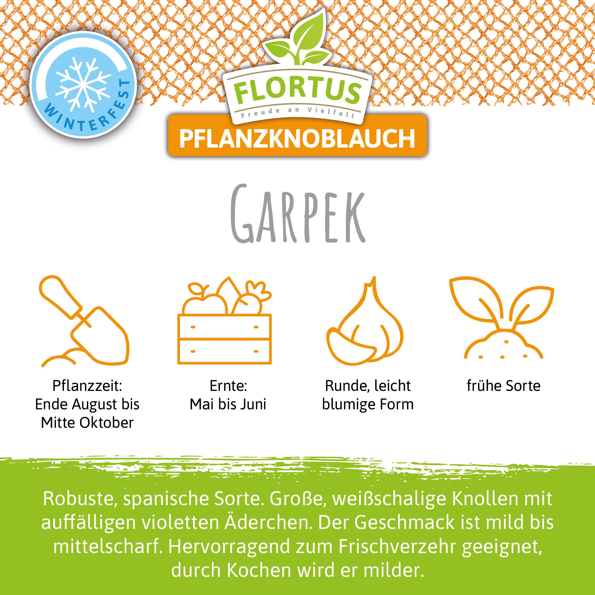 FLORTUS 2000-2459 Winterpflanzknoblauch Garpek (Pflanzknoblauch)
