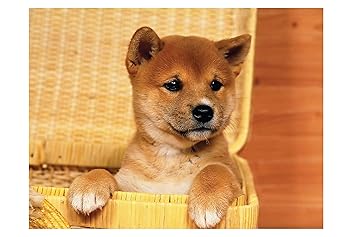 ISEE 360 Wallpaper Animal Posters Canvas for Kids Room Long Walls Living Room Bedroom Kitchen Furniture Kids Boys Girls Dog Face Sticker L X H 12 X 12 Inches