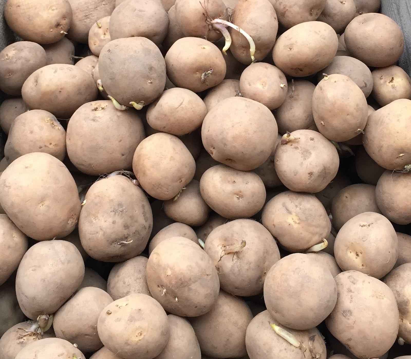 10 Rocket First Early Seed Potatoes