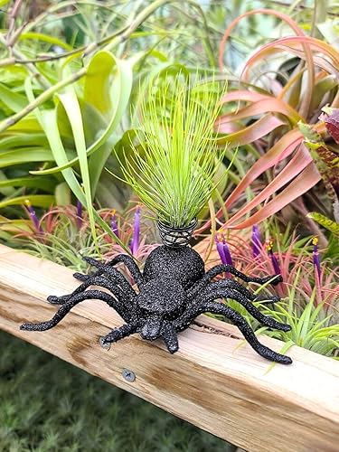 Miniatura 2 de The Drunken Gnome Collection Tillandsia - Soporte de exhibición de plantas de aire con planta de aire de The Drunken Gnome Airplants incluidas