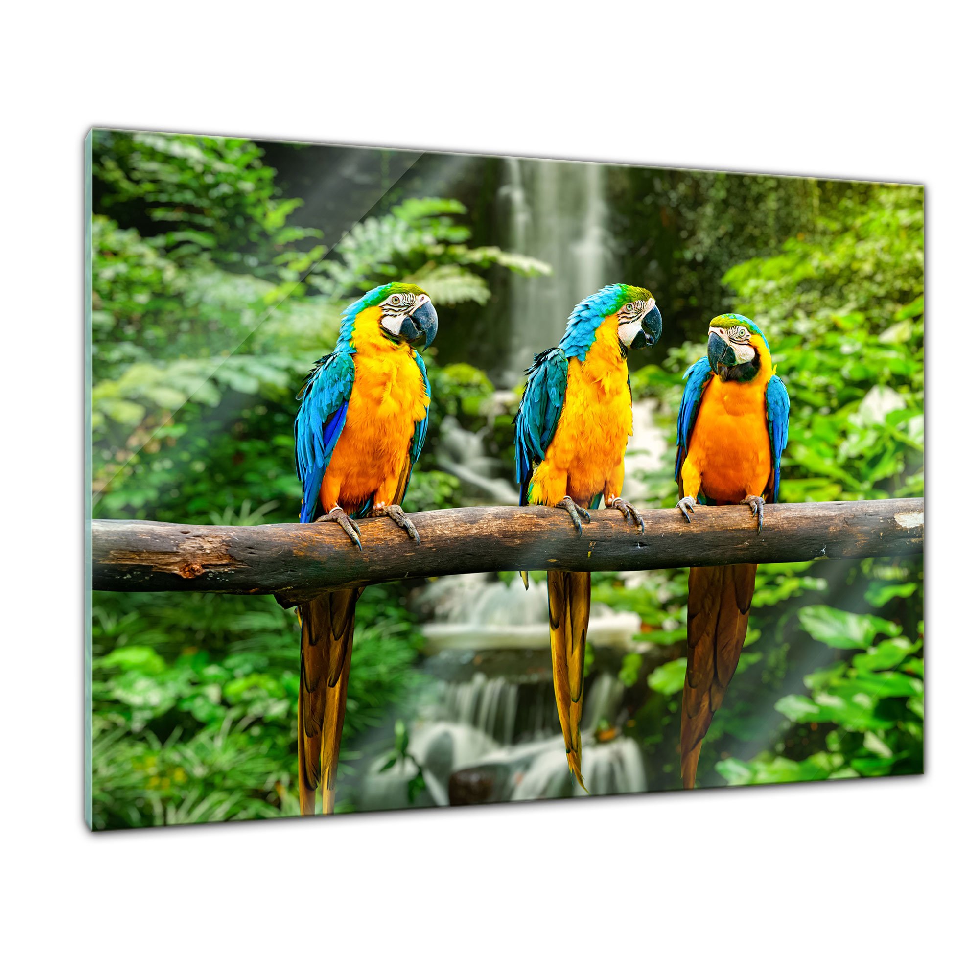 Bilderdepot24 Glasbild - Blau-Gelber Macaw Papagei - 80x60 cm - Deko Glas - Wandbild aus Glas - Bild auf Glas - moderne Glasbilder - Glasfoto - Echtglas