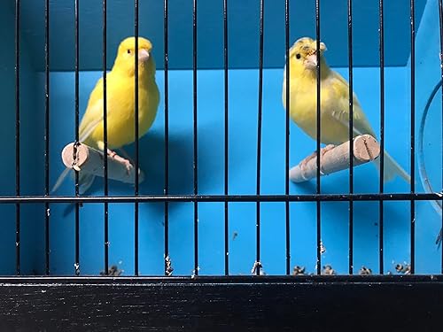 Miniatura 6 de Semillas Canarias 4.5LB Plain 100% Doble LimpiadoComida para pájaros Ideal para Canarios, Pinzones, Periquitos, Conures y Periquitos