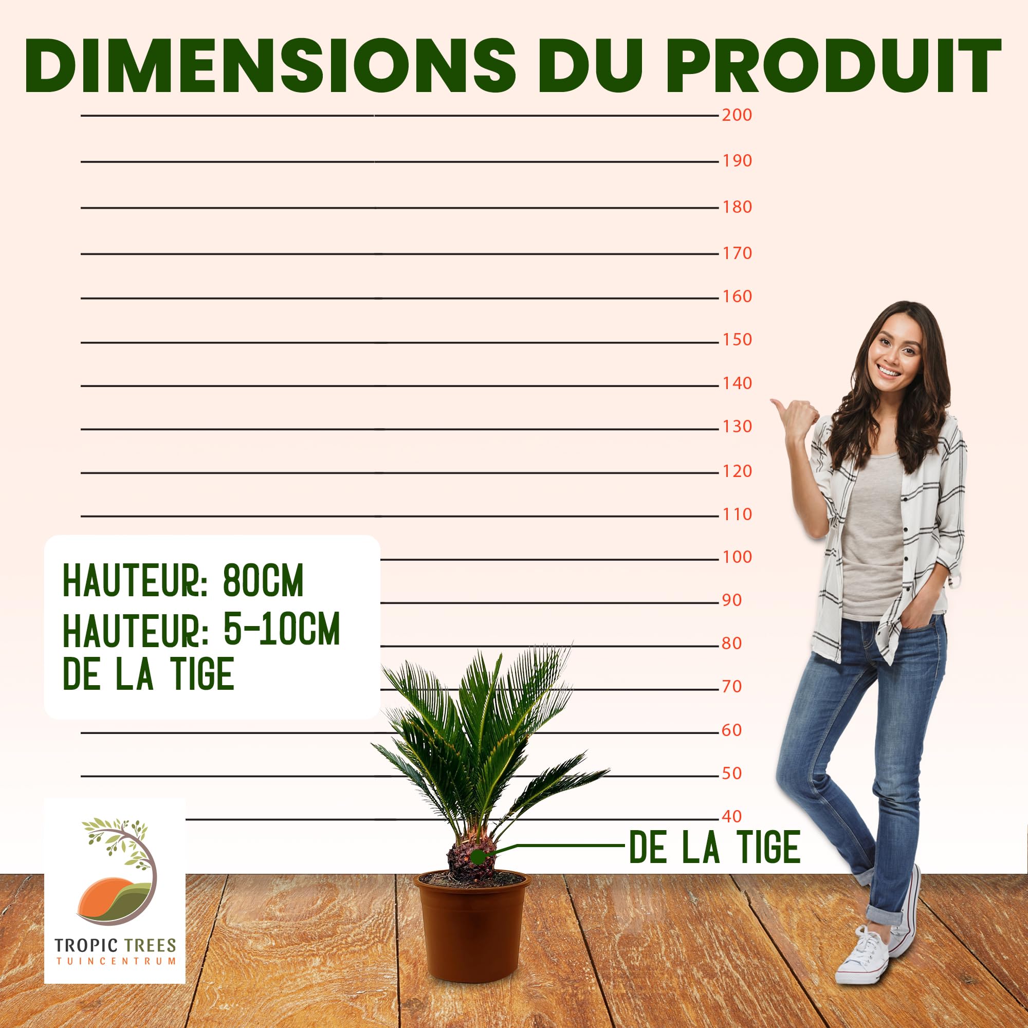 Tropictrees - Cycas Revoluta - Plante à feuillage persistant - Fougère palmiste - Fougère sagou - Plantes d'intérieur - Fougère palmiste japonaise - hauteur 80cm - hauteur de tige 5/10cm