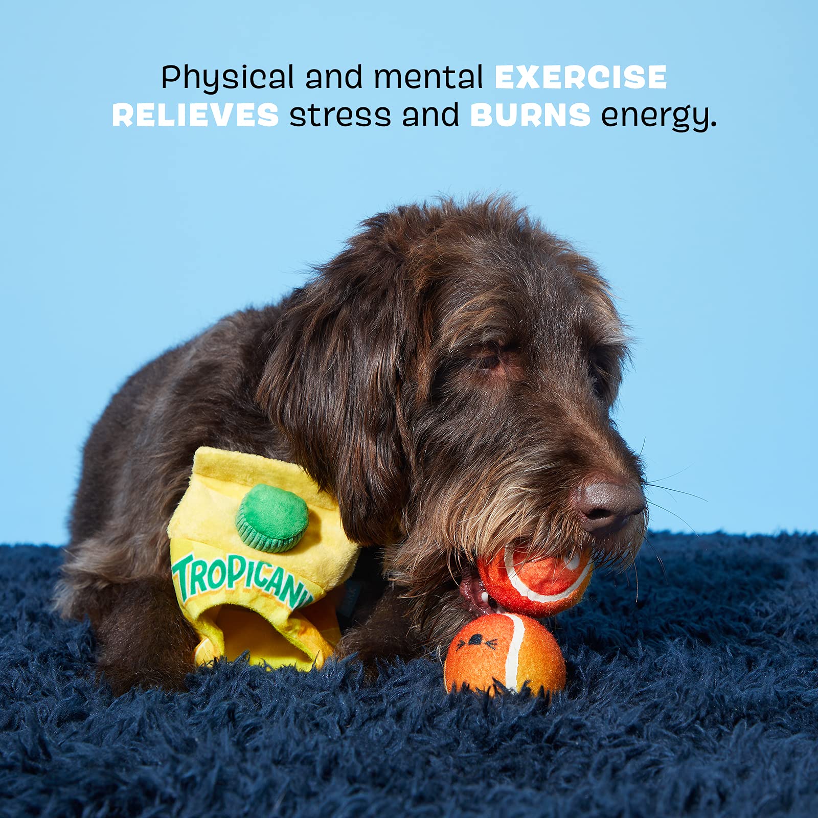 Barkbox Dog Toys Fresh Squeaked OJ Squeaker Ball