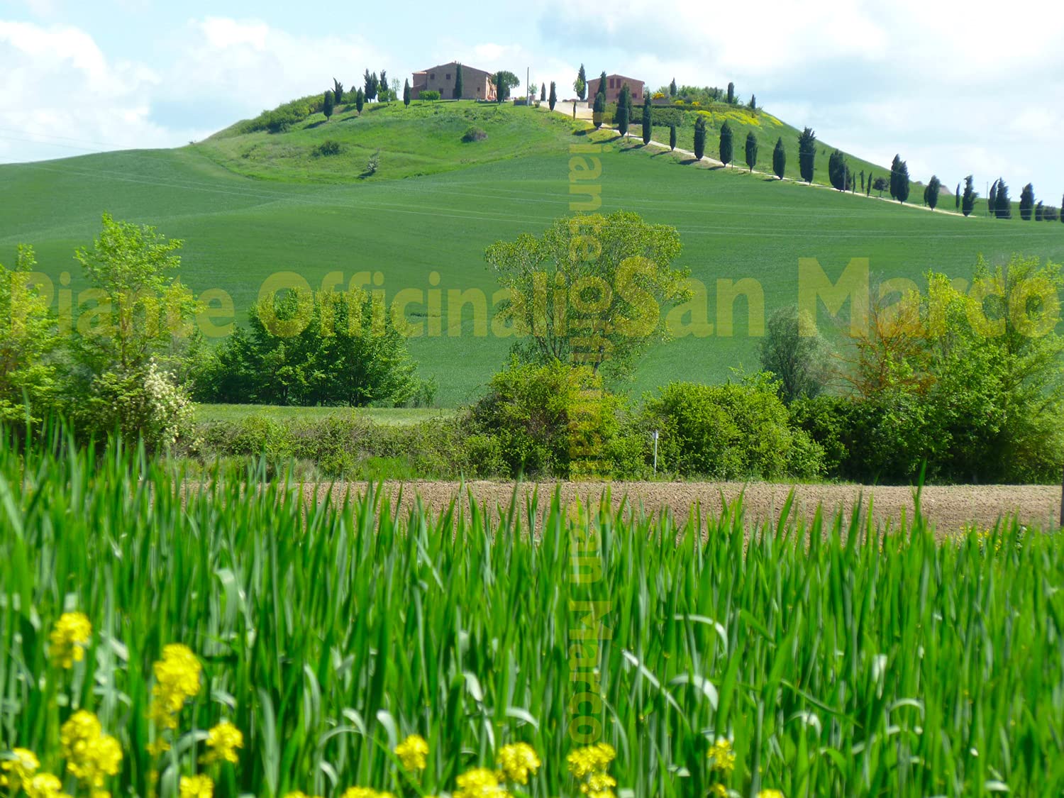 Officinali San Marco - Zafferano toscano biologico in polvere delle Crete Senesi - Toscana - Italia – 3 buste triple da 0,30gr