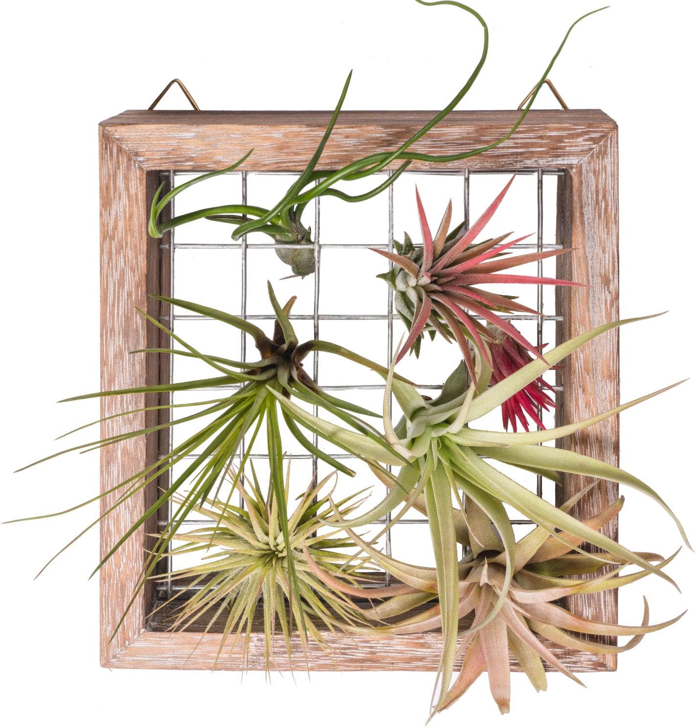 Air Plant Frame Hanging Airplant Holder Tillandsia Display Hanger Wooden Shelf Wall Decor for House Plants, Succulent
