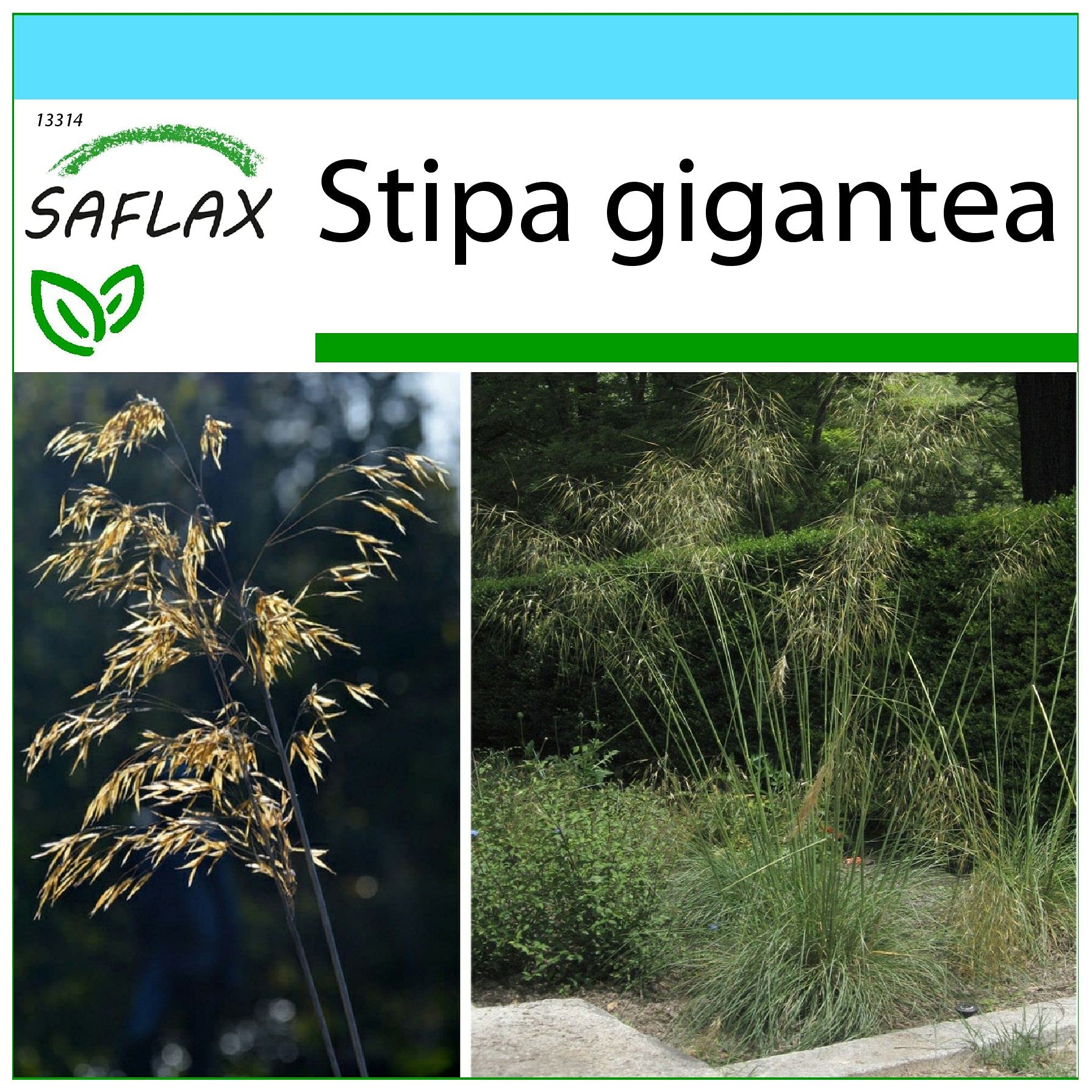 SAFLAX - Gift Set - Giant Feather Grass - 10 Seeds - Stipa gigantea