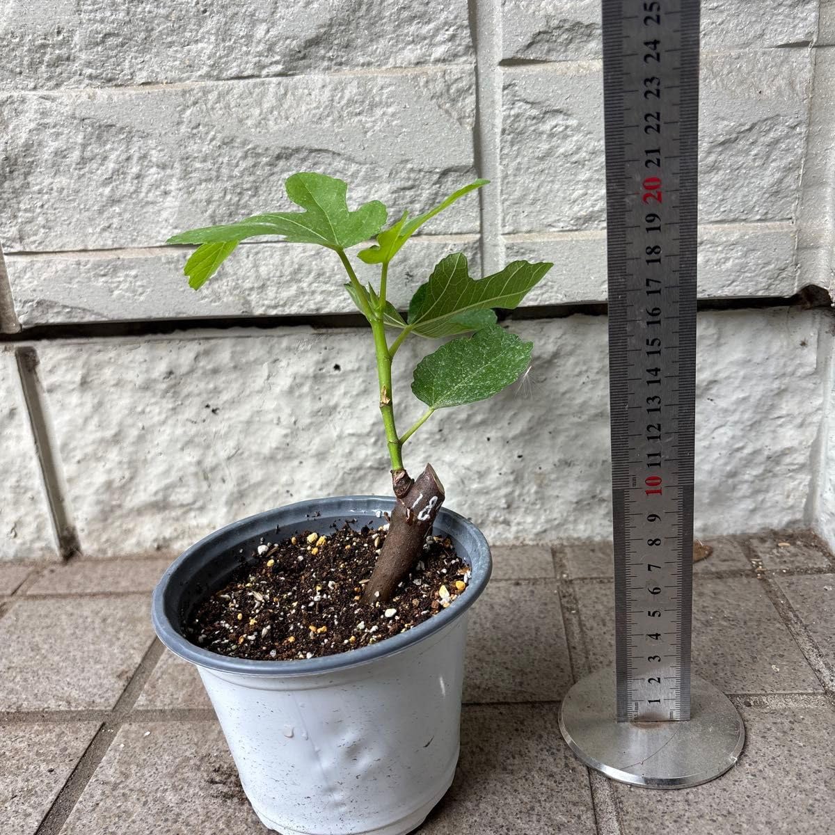 Amazon.co.jp: 希少イチジクUCR187-25 いちじく 挿し木苗 苗木 : DIY
