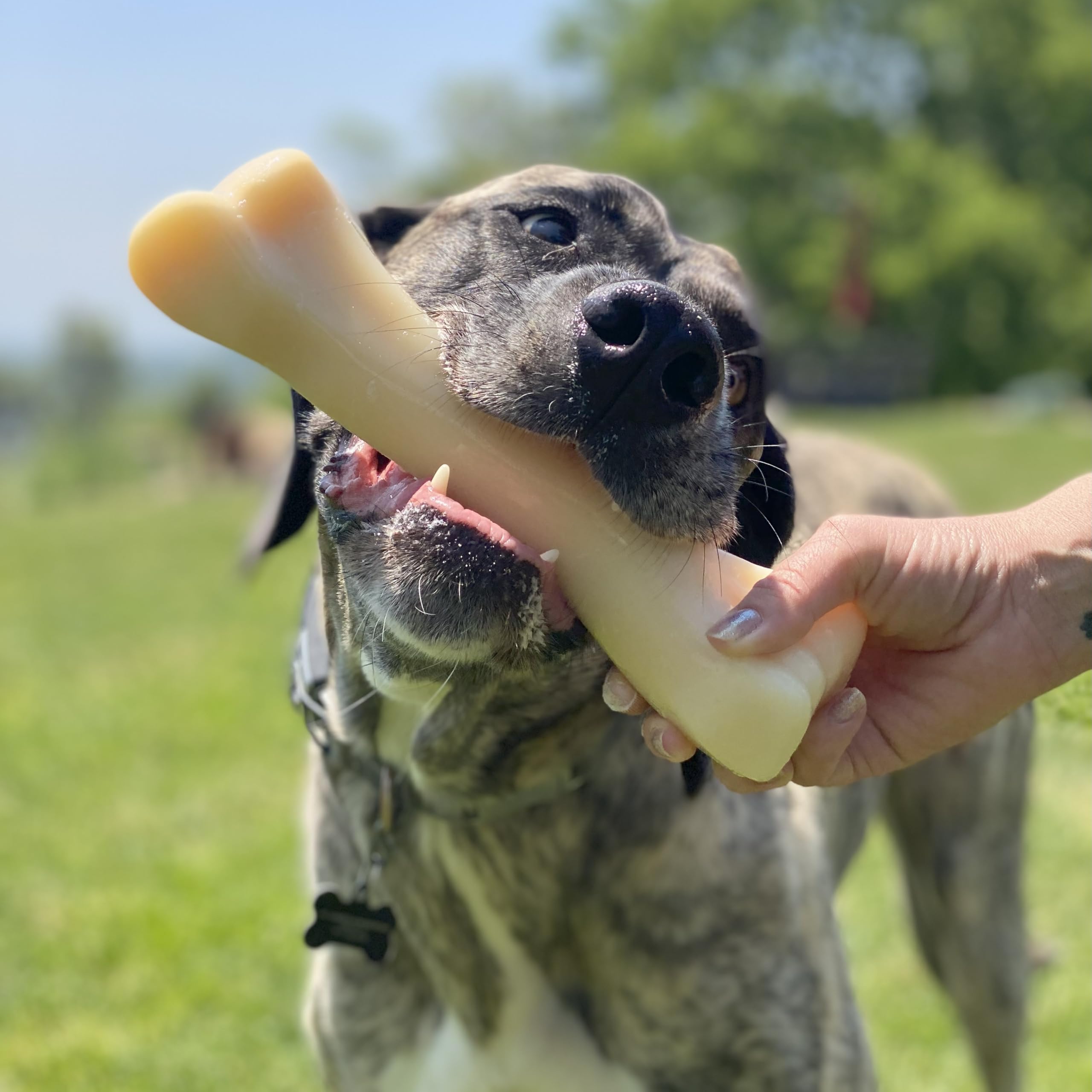 Nylabone Jouet à mâcher résistant Dura, arôme poulet - Jouet à mâcher pour chiens à mâchouillage extrême - XXL - Convient aux tout grande chiens pesant 23 kilos et plus